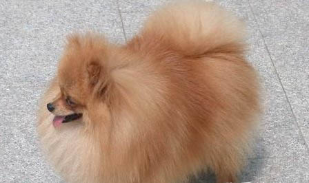 兩個月的博美犬怎么養