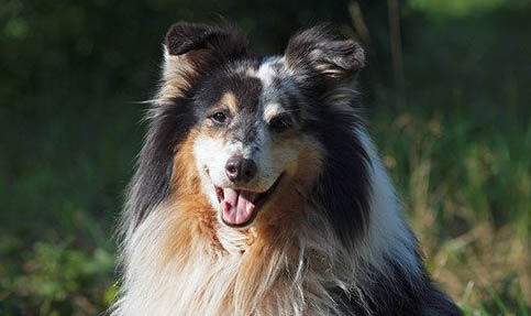 英國古代牧羊犬打完疫苗特別蔫