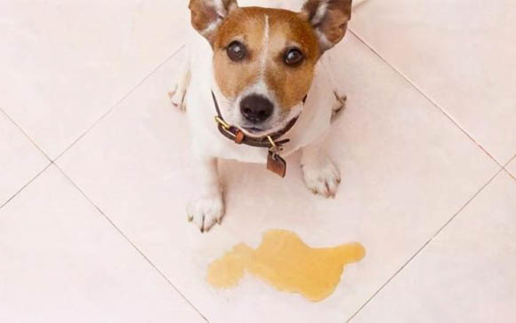 狗狗出現的6大癥狀 很可能是狂犬病