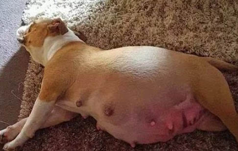 狗狗為什么會一只眼睛流眼淚
