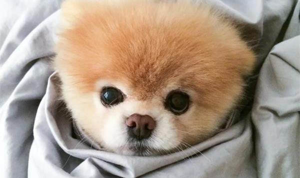 狗狗拉出絳蟲嚴重嘛