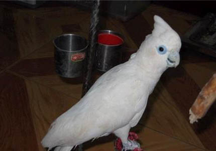 玄鳳鸚鵡耐寒溫度多少度