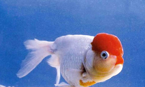 虹魚吃什么