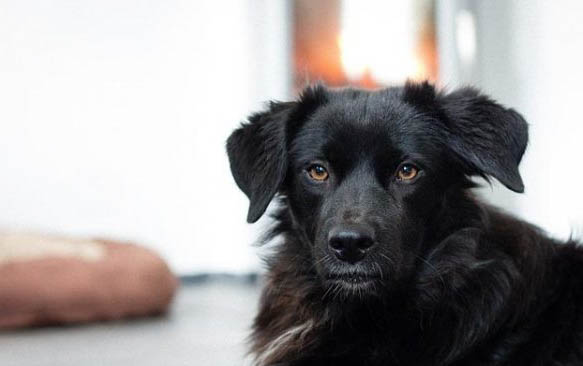 犬瘟持續多久才會出現發燒