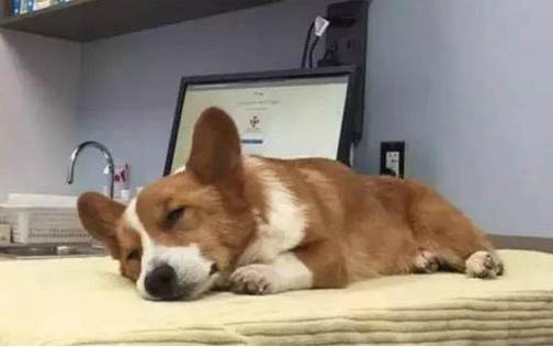 狗狗發(fā)燒了吃什么藥好