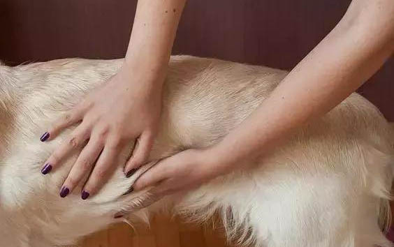 幼犬貧血吃什么
