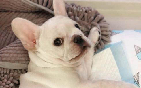 狗狗可以吃酸奶嗎