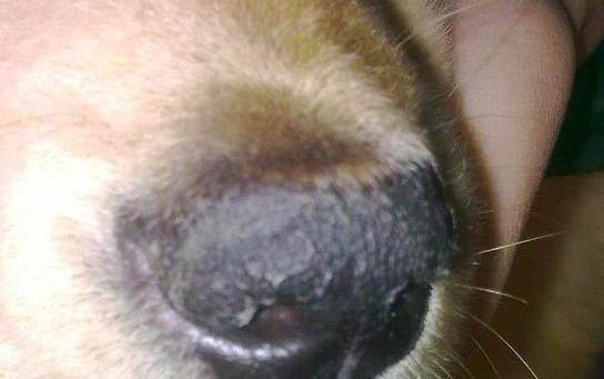 泰迪狗狗能吃南瓜嗎