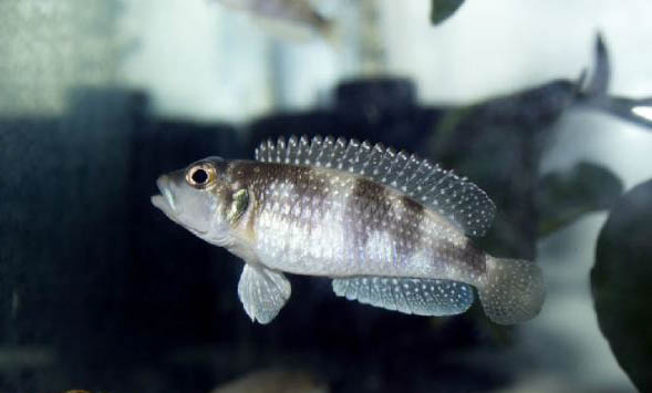 釣魚用幾號線最好