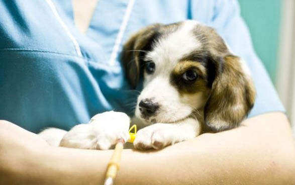 幼犬狗糧哪個牌子好