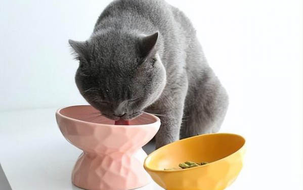 營養膏貓咪一天吃多少