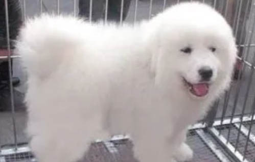 大白熊犬在中國(guó)禁養(yǎng)嗎