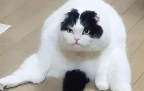 如何教貓喝水？