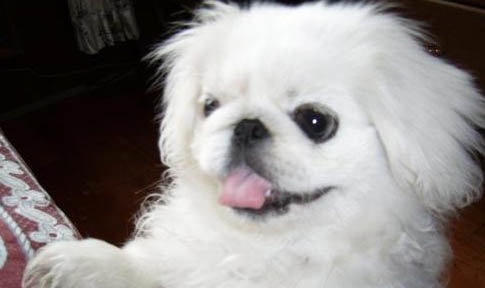 出售自家羅威納幼犬500左右價格