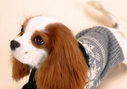 騎士查理王小獵犬多少歲不能打疫苗了