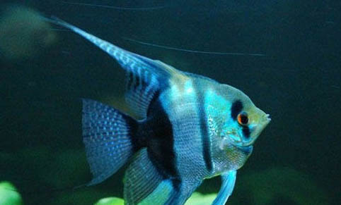七彩神仙魚可以和迷你鸚鵡魚混養嗎