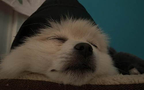 小狗狗為什么會(huì)舔人類的腳趾