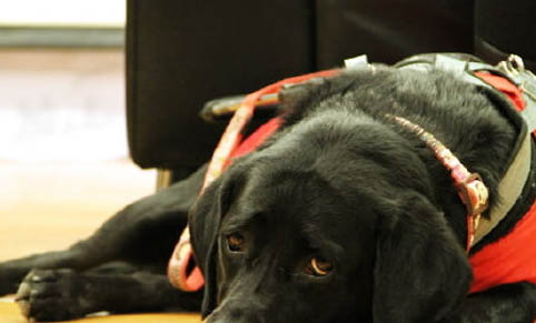 導盲犬可以出入任何場合嗎