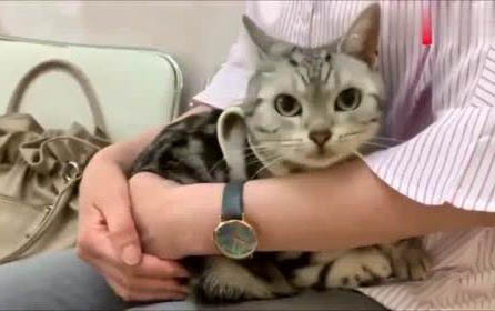 貓抽搐吐白沫四腿亂蹬?