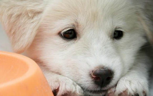 狗狗犬瘟熱70天后還是死了是什么原因