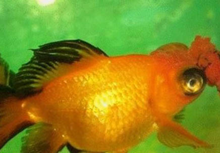 夏季白天釣魚該釣多深