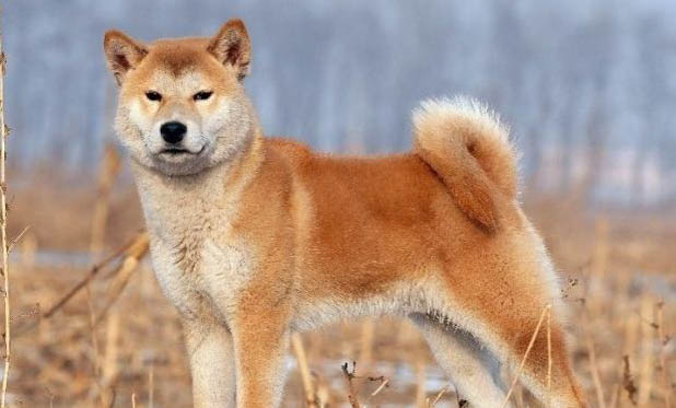 柴犬為什么臭