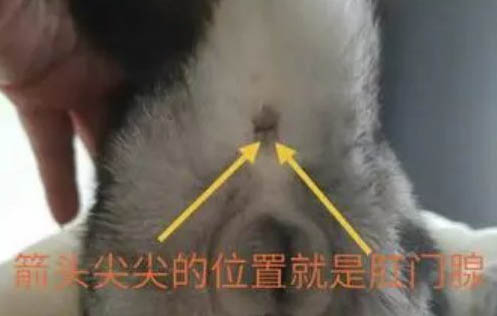 貓咪吃了化毛膏拉稀的原因及處理方法