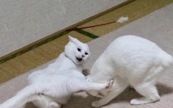 大貓會吃自己的小貓嗎