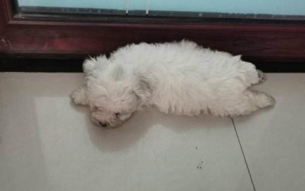 狗狗可以吃貓的罐頭嗎