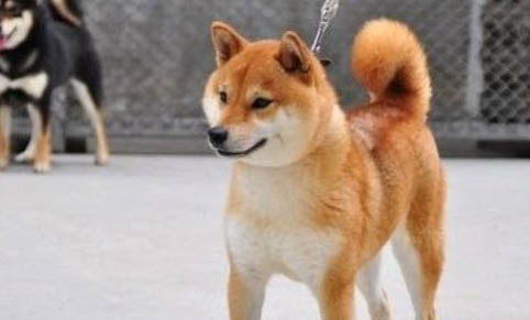 柴犬嘴巴黑多久會褪色