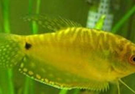 曼龍魚能吃蛋白蟲嗎