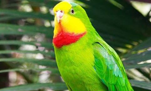 玄鳳鸚鵡死前征兆