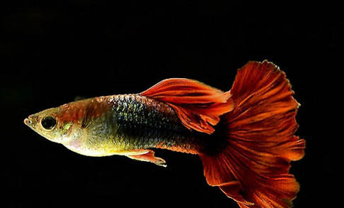 龍魚養(yǎng)幾條最招財(cái)