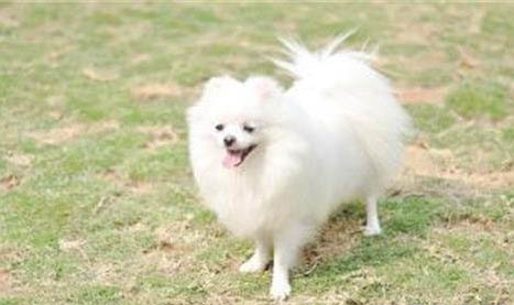 博美犬抽搐發(fā)抖站立不穩(wěn)