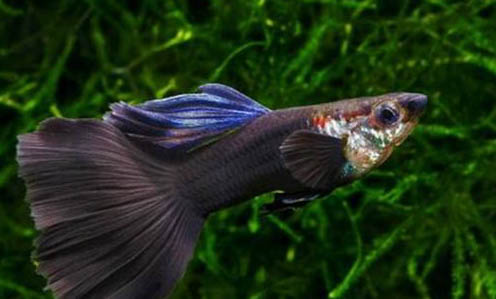 孔雀魚(yú)沉底不動(dòng)的原因及處理方法