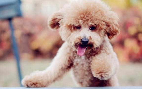 泰迪犬的訓練方法