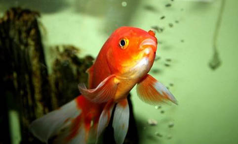釣魚需要綁線嗎