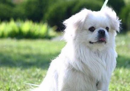 西藏獵犬眼睛紅血絲的原因及處理方法