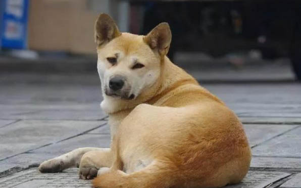 狗狗四腳朝天扭動的原因及處理方法