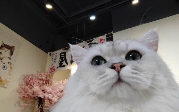 治療貓瘟的土方法有哪些