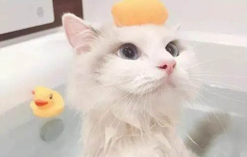 小貓洗澡需要注意什么