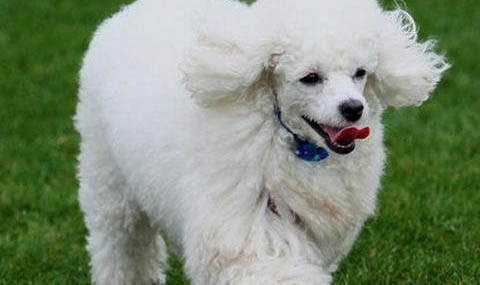 貴賓犬如何養(yǎng)