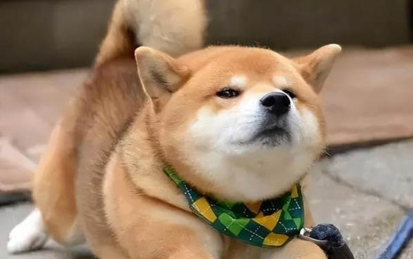 狗狗腎衰竭晚期有哪些癥狀表現(xiàn)