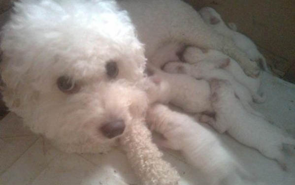 新人養比熊犬注意事項