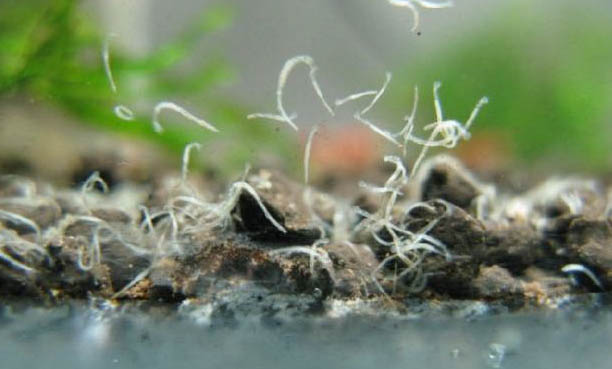 淡水觀賞魚的種類名字和價格