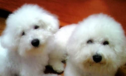 比熊犬養(yǎng)多久才認主人