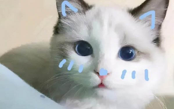 小貓可以吃西瓜嗎