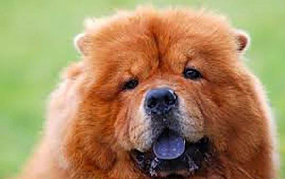 狗狗懷孕多久生產