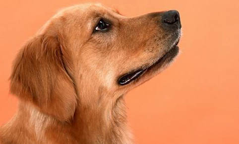 金毛犬突然四肢無力站不起來了怎么辦