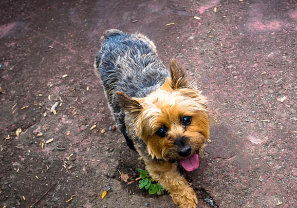 養澳大利亞牧牛犬注意事項
